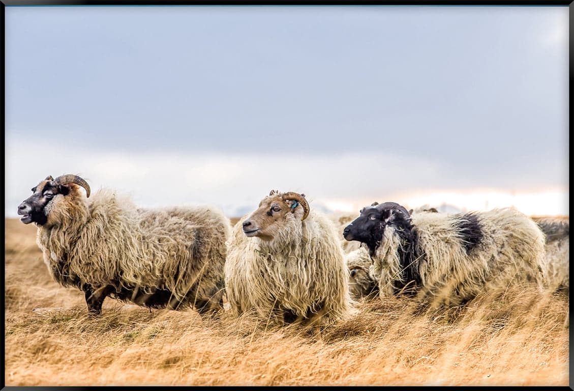 Bilde av Canvas Saueflokk (100x70 cm)