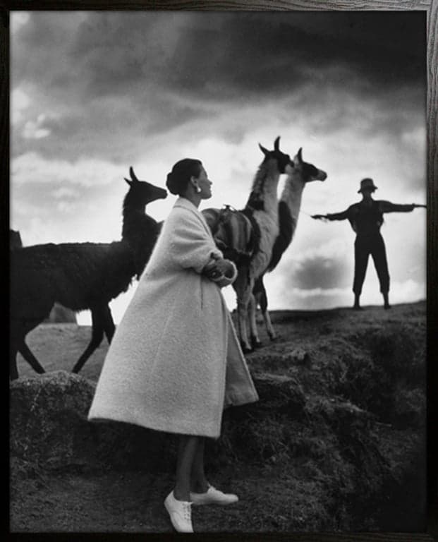 Bilde av Bilde Models with Llamas (80 x 100 cm, m/dyp svart treramme)