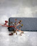 Nicolas Vahé skiferplate 20 x 12 cm