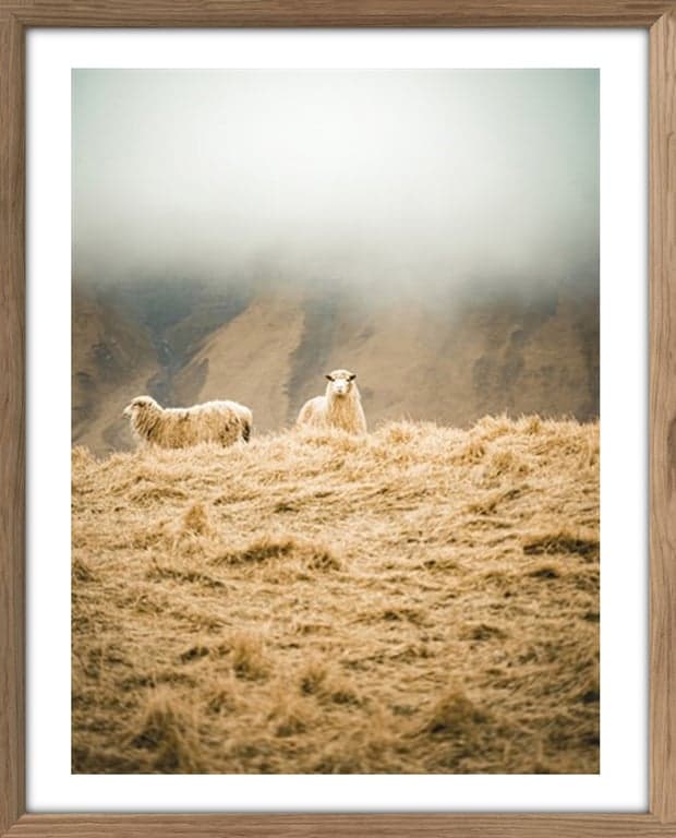 Bilde av Bilde Sheep Duet (40 x 50 cm, m/smal ramme, rustikk eikefarget)